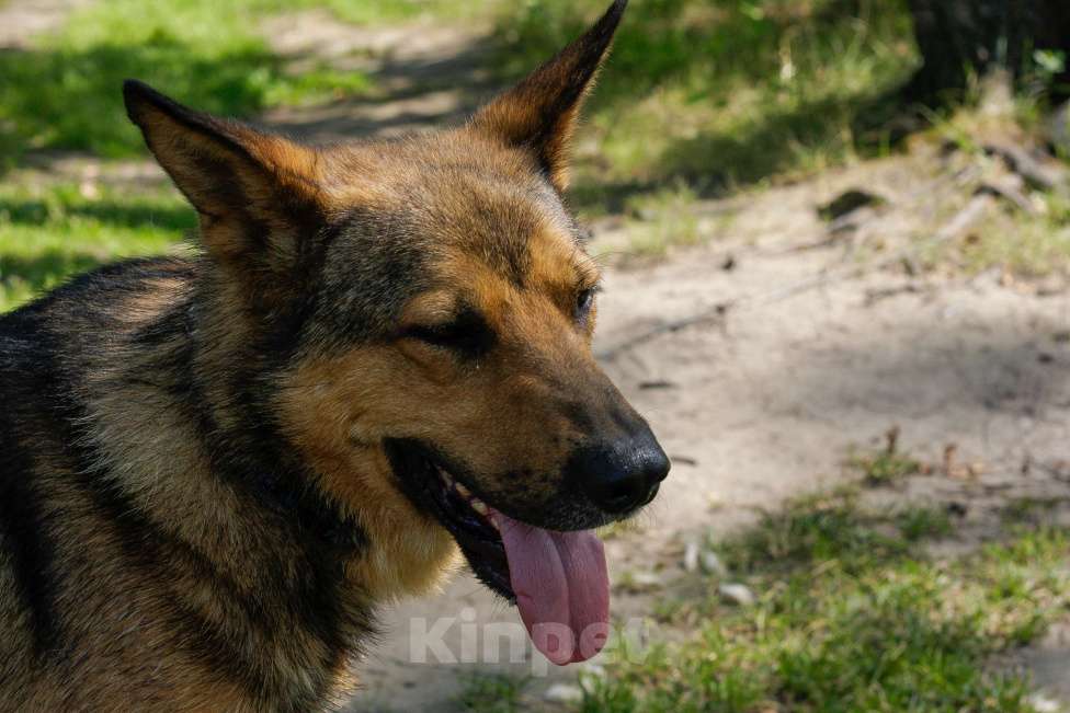 Собаки в Москве: Спирит Мальчик, Бесплатно - фото 8