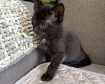 Кошки в Химках: Котенок мальчик 3 месяца Мальчик, Бесплатно - фото 3