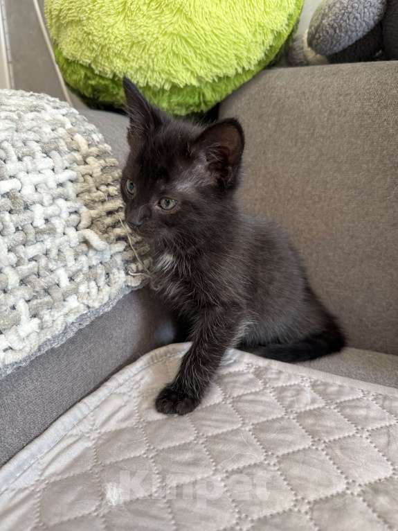 Кошки в Химках: Котенок мальчик 3 месяца Мальчик, Бесплатно - фото 3