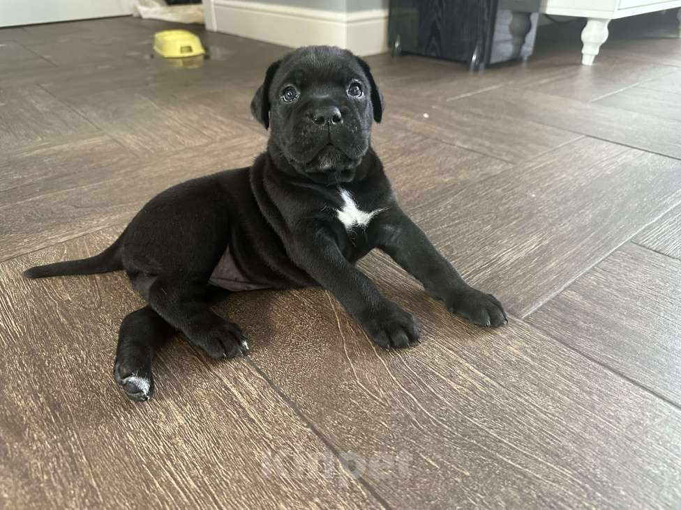 Собаки в других городах Московской области: Щенки кане-корсо Девочка, 45 000 руб. - фото 2