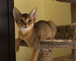 Кошки в Верее: Абиссинские котята  Девочка, 15 000 руб. - фото 2