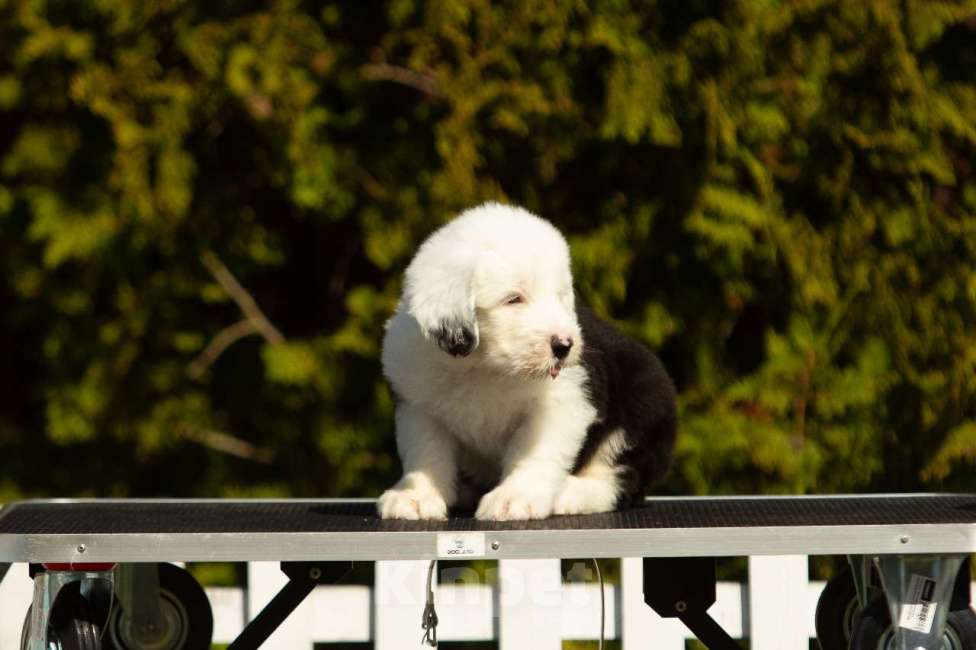 Собаки в других городах Московской области: Щенок бобтейла / староанглийской овчарки Мальчик, 100 000 руб. - фото 6