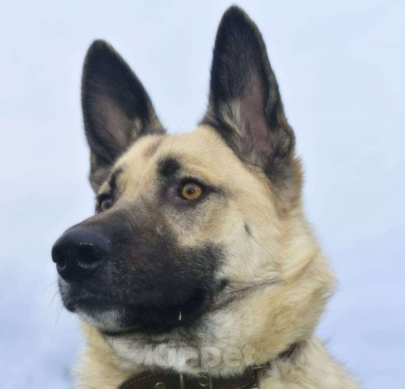 Собаки в Москве: Молодая овчарка Арчи в добрые руки Мальчик, 1 руб. - фото 2