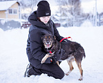 Собаки в Москве: небольшой пёсик ищет дом Мальчик, Бесплатно - фото 2