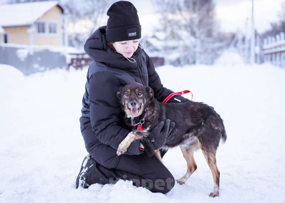 Собаки в Москве: небольшой пёсик ищет дом Мальчик, Бесплатно - фото 2