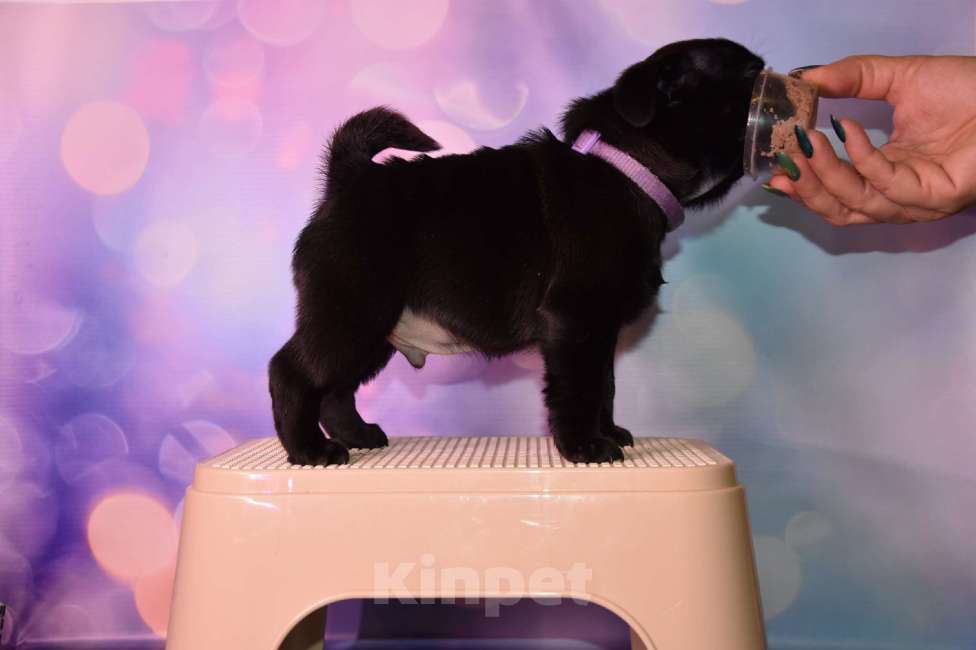 Собаки в Ростове-на-Дону: Щенки мопса  Мальчик, 60 000 руб. - фото 4