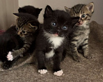 Кошки в Реутове: Домашний котенок-Девочка, 1 месяц. Девочка, 700 руб. - фото 2