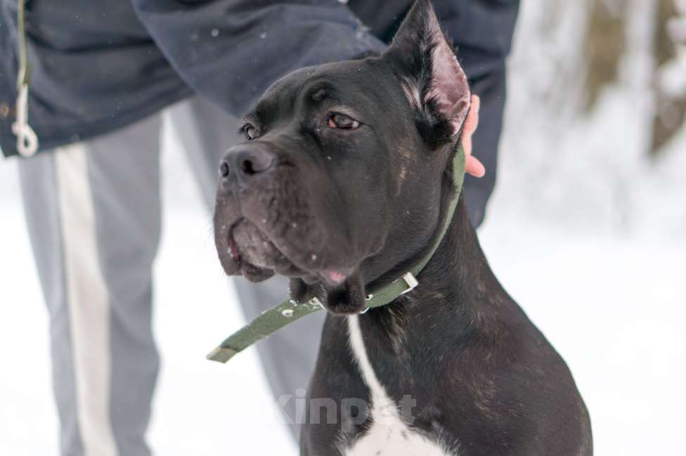 Собаки в Волоколамске: Кане Корсо щенок Девочка, 55 000 руб. - фото 3