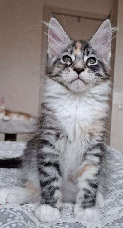 Кошки в Геленджике: Продаётся котёнок мейн-кун, девочка, редкий окрас fs 03 24, из питомника EdenLight (Геленджик) Девочка, 35 000 руб. - фото 7