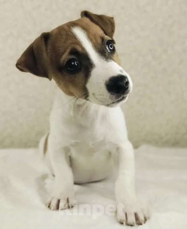 Собаки в Москве: Продам щенка джек рассел терьер девочка Девочка, 30 000 руб. - фото 1