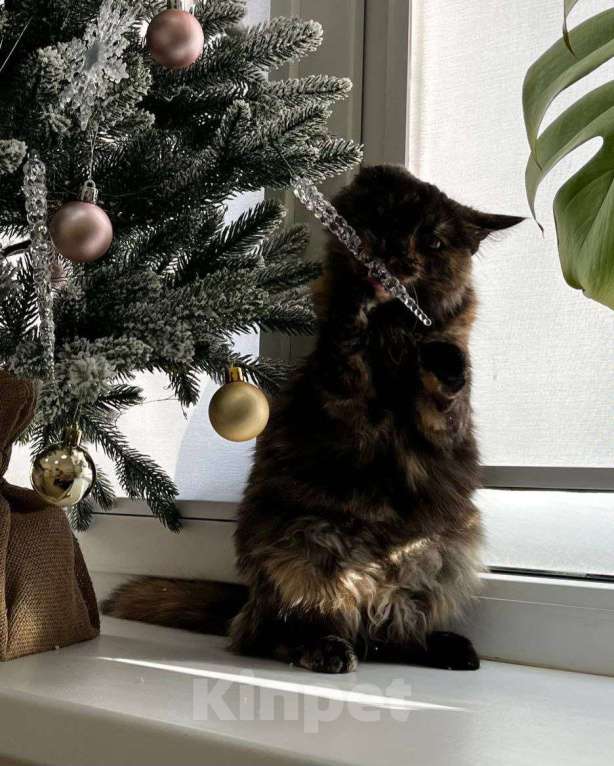 Кошки в Москве: Котенок Нюся ищет дом Девочка, Бесплатно - фото 2