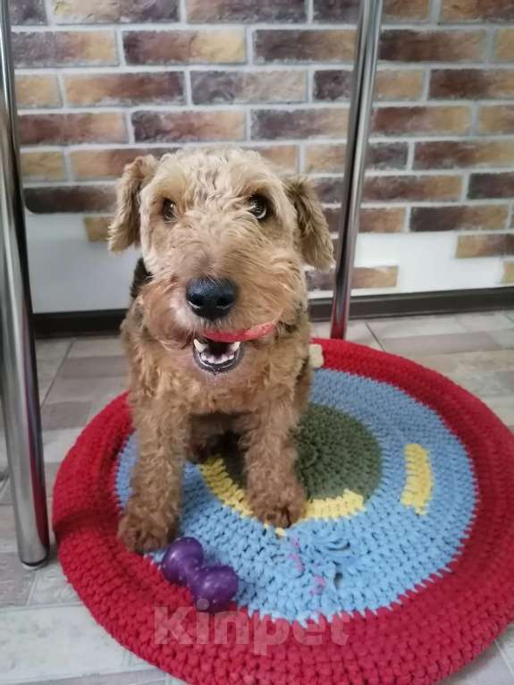 Собаки в Москве: Собака Руна - вельштерьер в добрые руки! Девочка, Бесплатно - фото 1