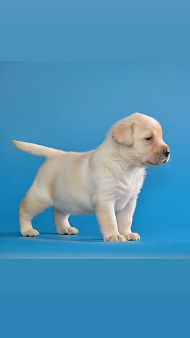 Щенок лабрадора 