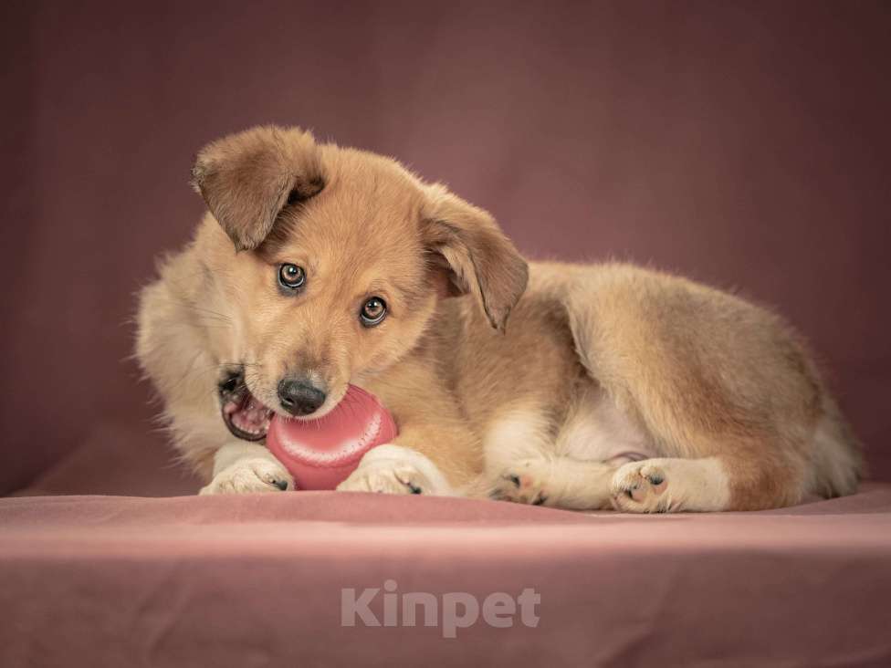 Собаки в Клине: Матео — очаровательный щенок с добрым нравом, который станет вашим лучшим другом Мальчик, Бесплатно - фото 7