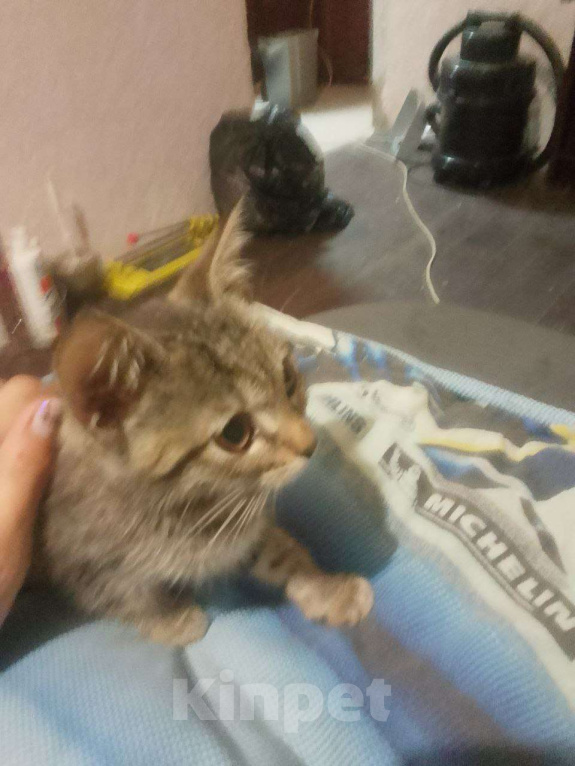 Кошки в Нижнем Новгороде: Кошечка Марго Девочка, Бесплатно - фото 2