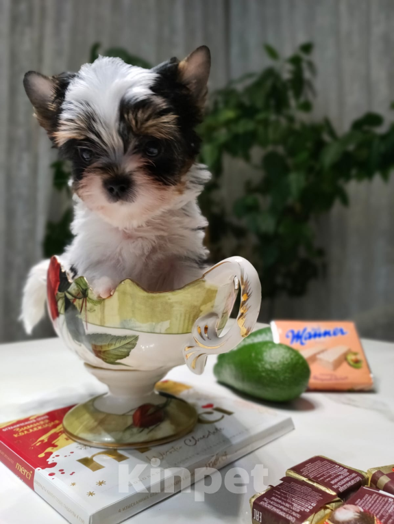 Собаки в других городах Московской области: Мини-куколка Патрик Мальчик, 130 000 руб. - фото 2