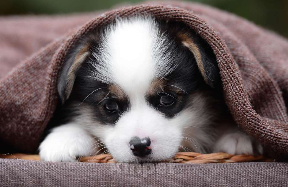 Собаки в Армавире: мальчик вельш корги пемброк Мальчик, 100 000 руб. - фото 3