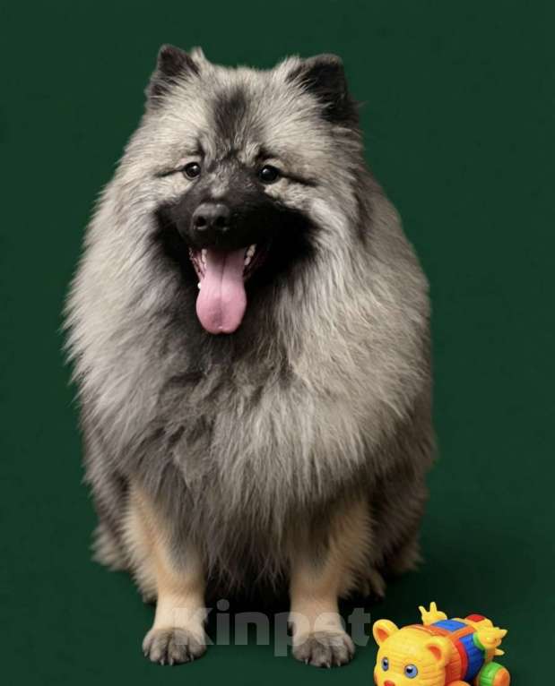 Собаки в Москве: Кобель немецкого вольфшпиц КЕЕСХОНД Мальчик, 70 000 руб. - фото 1