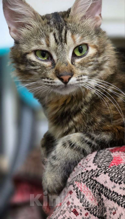 Кошки в Москве: ласкова кошка с уникальным окрасом  Девочка, Бесплатно - фото 1