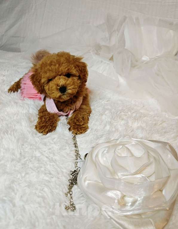 Собаки в Москве: Мальтипу мини red brown  Девочка, 145 руб. - фото 2