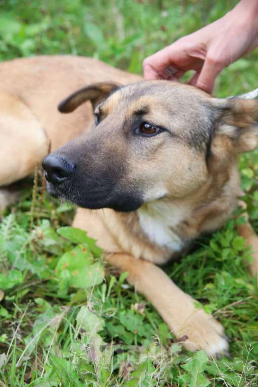 Собаки в Москве: Яся Девочка, Бесплатно - фото 4