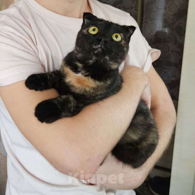 Кошки в Москве: Миниатюрная кошечка Молния, очень ласковая и добрая Девочка, Бесплатно - фото 3