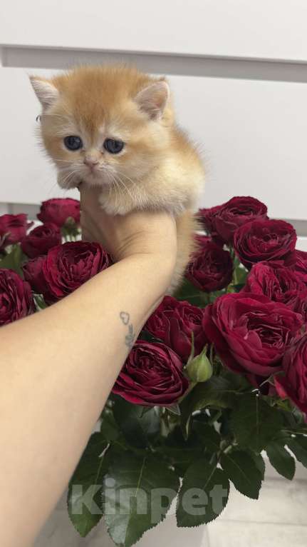 Кошки в Томске: Золотая шиншилла Девочка, 32 000 руб. - фото 4