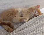 Кошки в Королеве: Котенок в добрые руки Мальчик, Бесплатно - фото 2