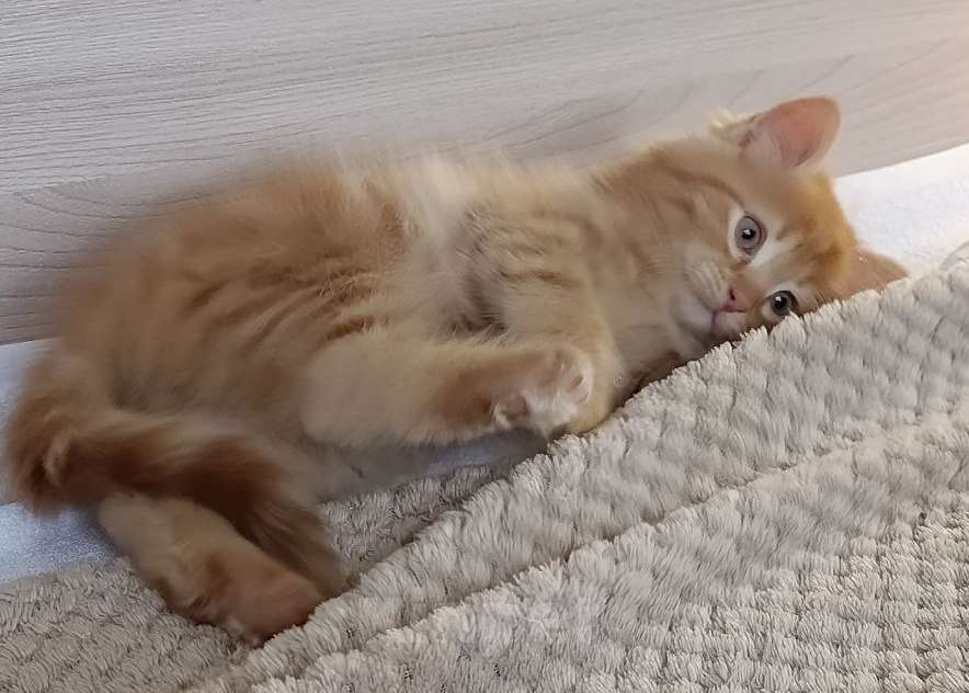 Кошки в Королеве: Котенок в добрые руки Мальчик, Бесплатно - фото 2