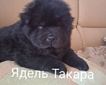 Собаки в Тольятти: Щенок чау чау., 45 000 руб. - фото 1
