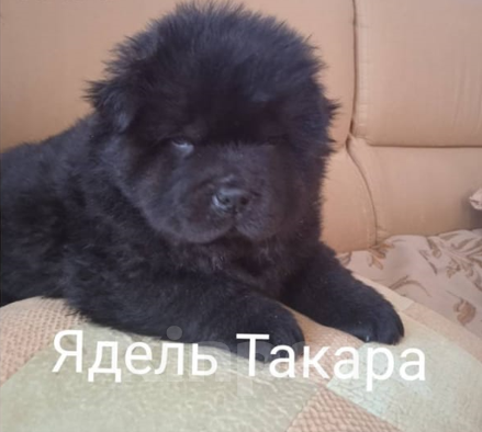 Собаки в Тольятти: Щенок чау чау., 45 000 руб. - фото 1