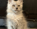 Кошки в Хабаровске: Котик полидакт Мальчик, 250 000 руб. - фото 6
