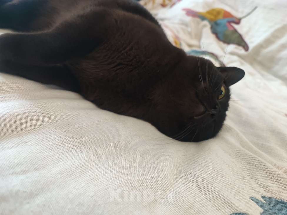 Кошки в Воронеже: Бурма в добрые руки Девочка, Бесплатно - фото 3