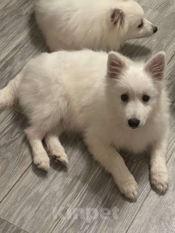 Собаки в Москве: Японский шпиц Мальчик, 50 000 руб. - фото 5