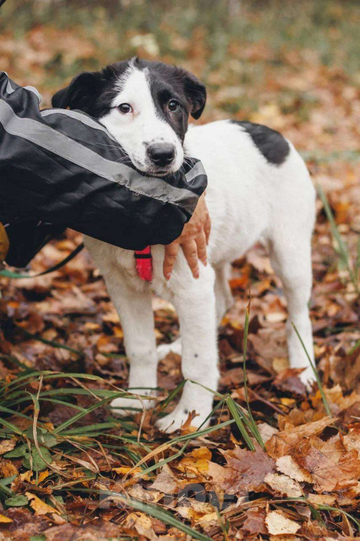 Собаки в Москве: Твиги - девочка, 2 месяца, ищет дом  Девочка, Бесплатно - фото 1