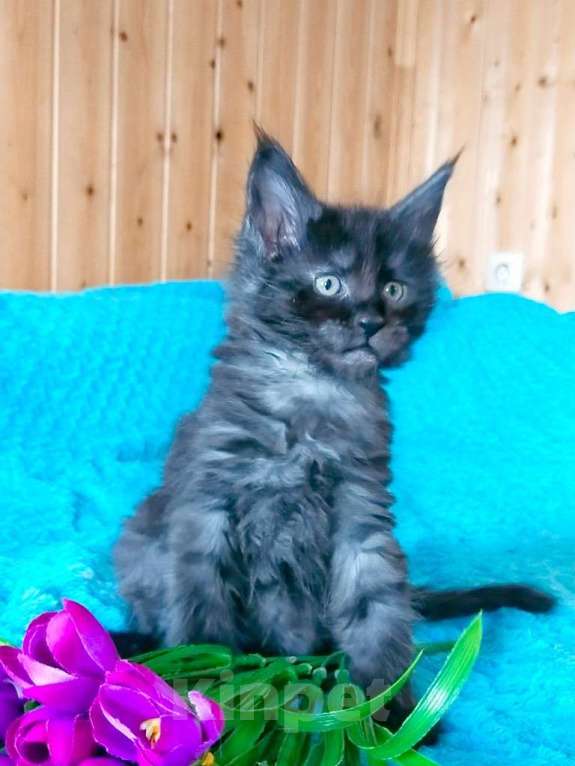 Кошки в Челябинске: 🔥🔥🔥КОТЯТА МЕЙН-КУН ПОЛИДАКТ РЕЗЕРВ ПИТОМНИК Разнополые, Бесплатно - фото 10