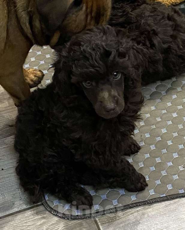 Собаки в Москве: Щенки пуделя Девочка, 100 000 руб. - фото 5