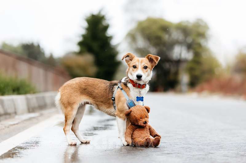 Собаки в Москве: Крошечная рыжая собачка Кеша в добрые руки Девочка, 1 руб. - фото 6