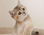 Кошки в Самаре: Британский котенок Мальчик, 40 000 руб. - фото 1