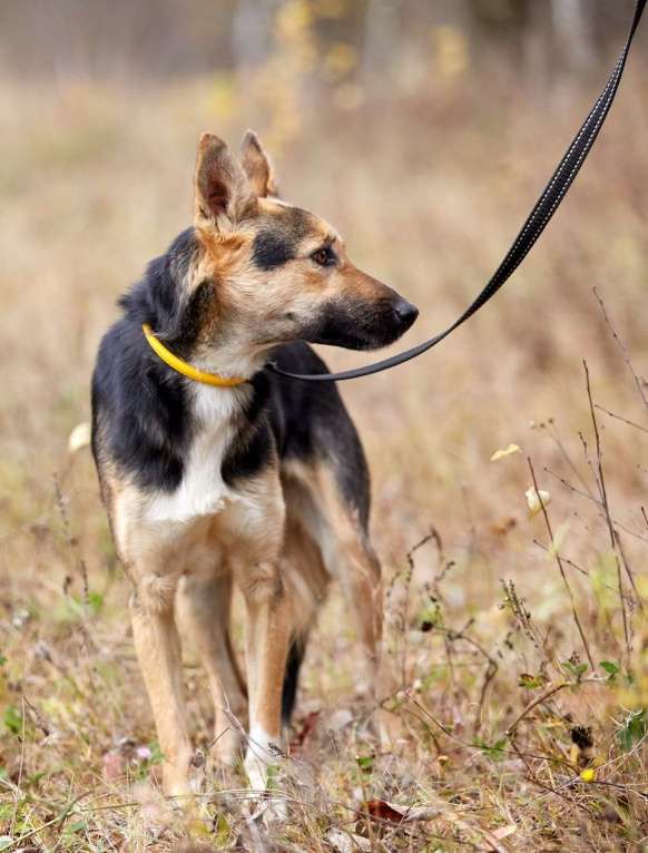Собаки в Москве: Джеки. Хрупкая девочка Девочка, 1 руб. - фото 5