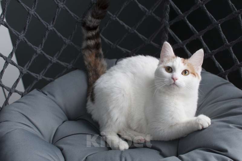 Кошки в Москве: Ищет дом сладкая парочка твикс Мальчик, Бесплатно - фото 4