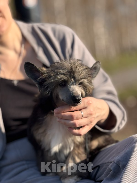 Собаки в Липецке: Шикарный не крупный пуховый мальчик  Мальчик, Бесплатно - фото 2