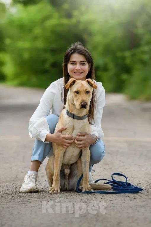 Собаки в Ярославле: Батон ждет Вас в приюте! Мальчик, Бесплатно - фото 6