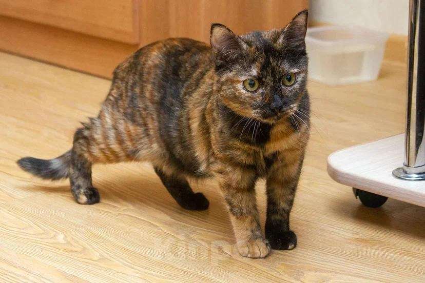 Кошки в Москве: Эксклюзивная милота - Пятнашка Девочка, Бесплатно - фото 3