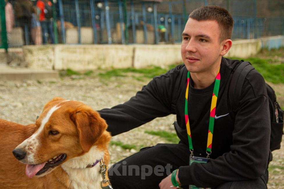 Собаки в других городах Краснодарского края: Роджер из приюта Поводог Сочи (отправим в любой город) Мальчик, Бесплатно - фото 3