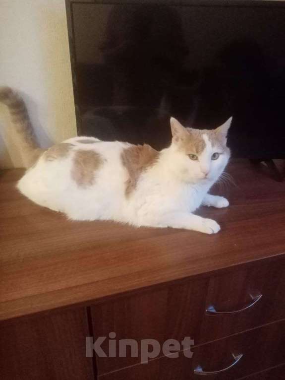 Кошки в Калуге: Отдам кота в добрые руки Мальчик, Бесплатно - фото 4