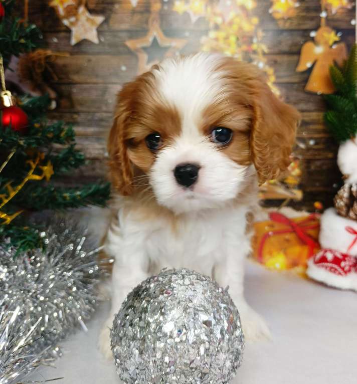 Собаки в Нижнем Новгороде: Щенок Мальчик, 100 000 руб. - фото 8