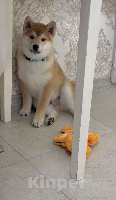 Собаки в Москве: Сиба мальчик Мальчик, Бесплатно - фото 2