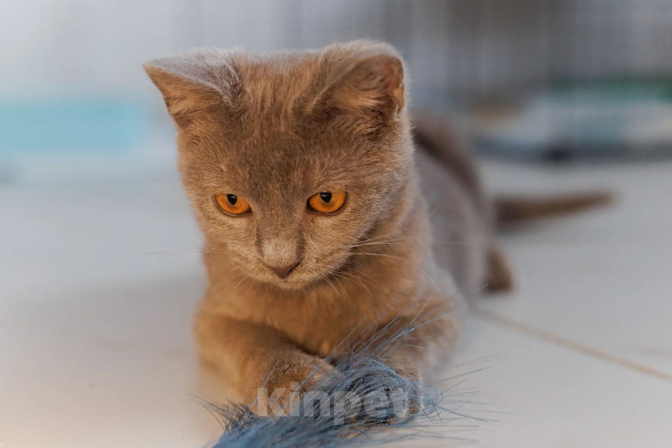 Кошки в Химках: Малышка ищет семью Девочка, Бесплатно - фото 3