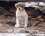 Собаки в Сургуте: Щенки в добрые руки Девочка, 2 руб. - фото 2